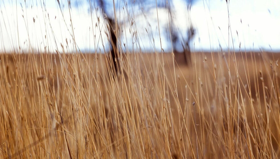 GRASSLAND image 1