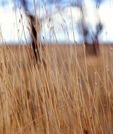 GRASSLAND image 2
