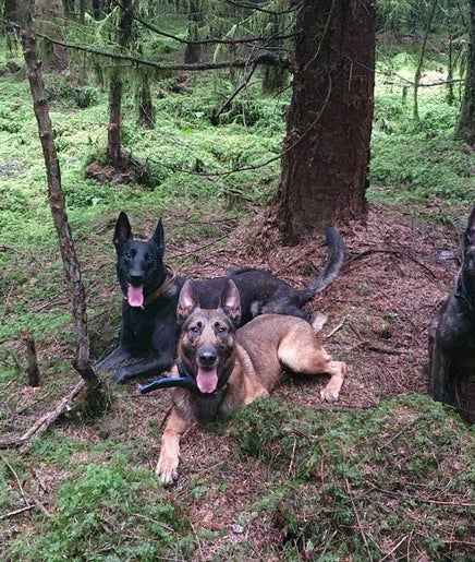 NI Dog Training Services  image 2