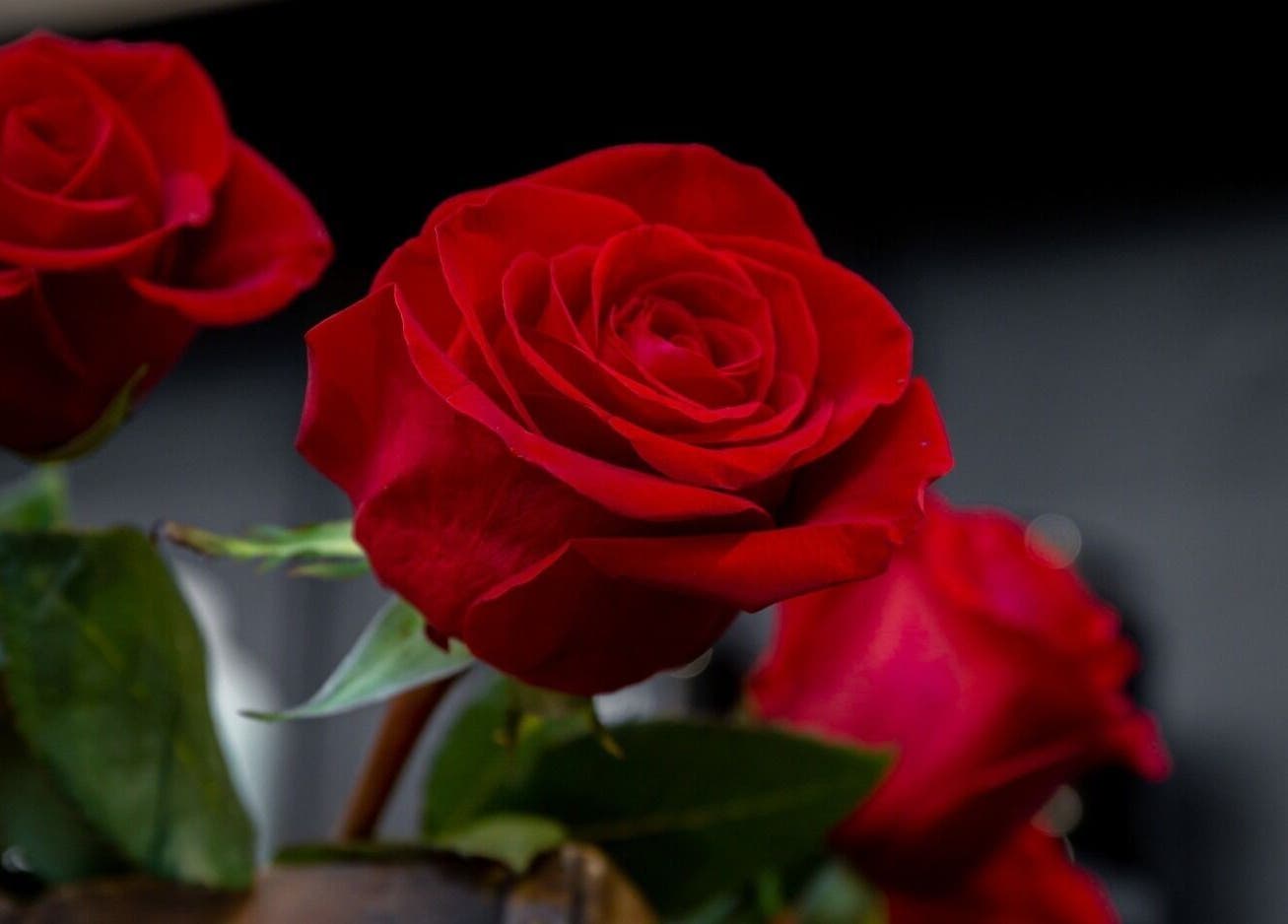 Elegant red roses at Rose and Rogue, Sevenoaks, England, GB. Perfect for beauty and wellness ambiance.