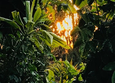 Lush tropical foliage at sunset in The Sanctuary, Kingscliff, New South Wales, AU.