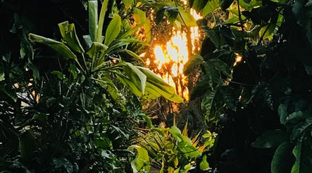 Lush tropical foliage at sunset in The Sanctuary, Kingscliff, New South Wales, AU.