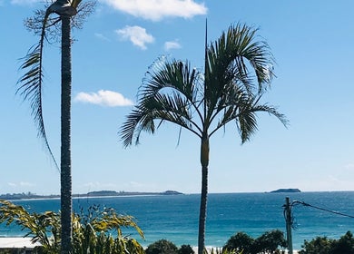 Scenic beach view from The Sanctuary, Kingscliff, New South Wales, AU with clear sky and palm trees.