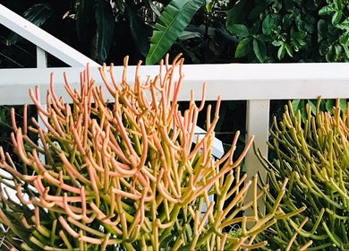Vibrant tropical plants at The Sanctuary, Kingscliff, New South Wales, AU create a serene oasis.