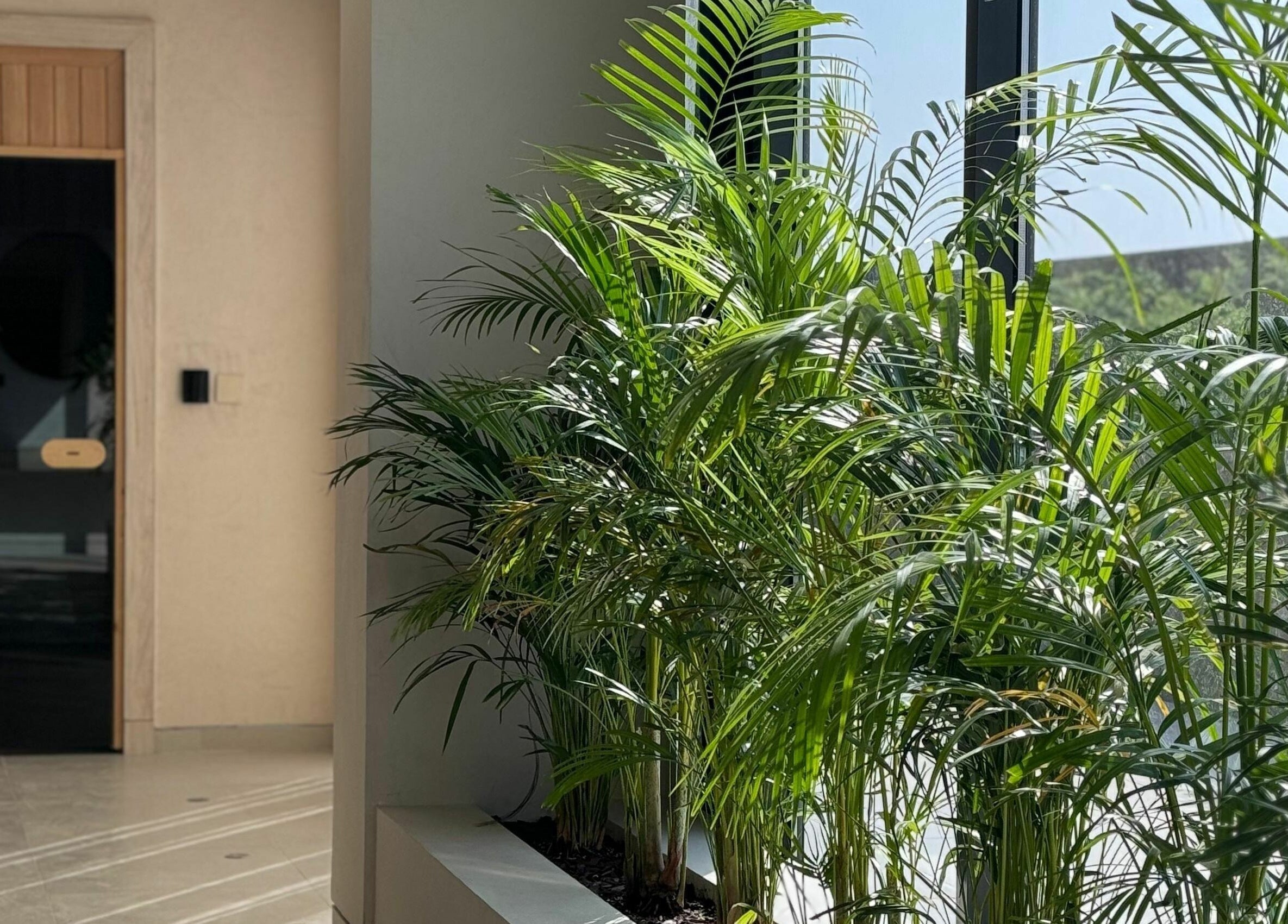 Entryway at Etc Boutique I AlMalqa, Riyadh with lush plants accentuating the serene ambiance.