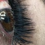 Lashes by Simone