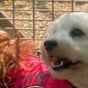 Loveable Pets, Russell Island - 69 High Street, Redlands, Russell Island, Queensland