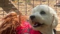 Loveable Pets, Russell Island image 1