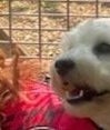 Loveable Pets, Russell Island image 2