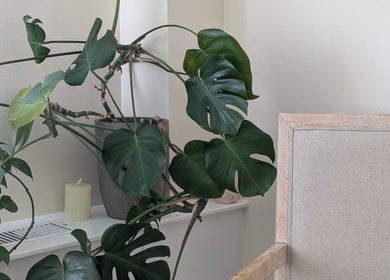 Lush indoor plant beside a cozy chair at Ugnayan Pratique Holistique (Westmount), Westmount, Québec, CA.