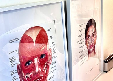 Detailed anatomical face illustrations at Skin Spa Home Beauty Studio, Collaroy Plateau, New South Wales, AU.