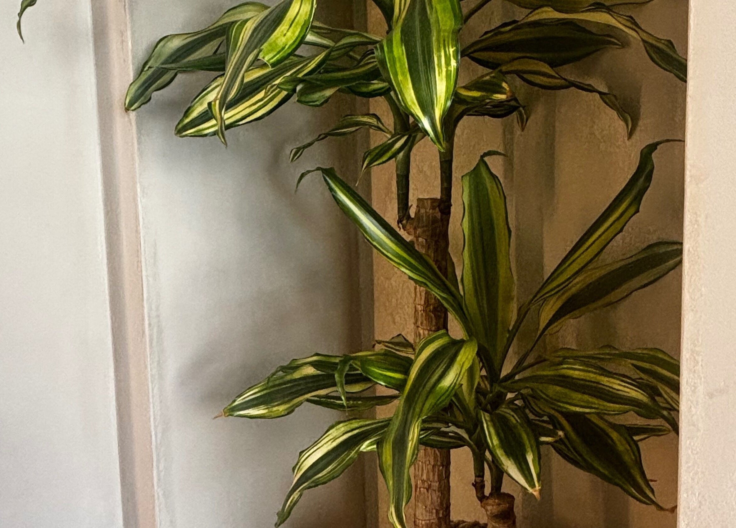 Lush indoor plant creating a serene ambience at Hygge Well, Otley, England, GB.