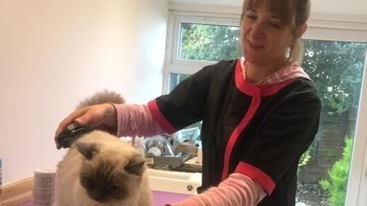 The Cats Whiskers - Mobile Cat Grooming in North Somerset