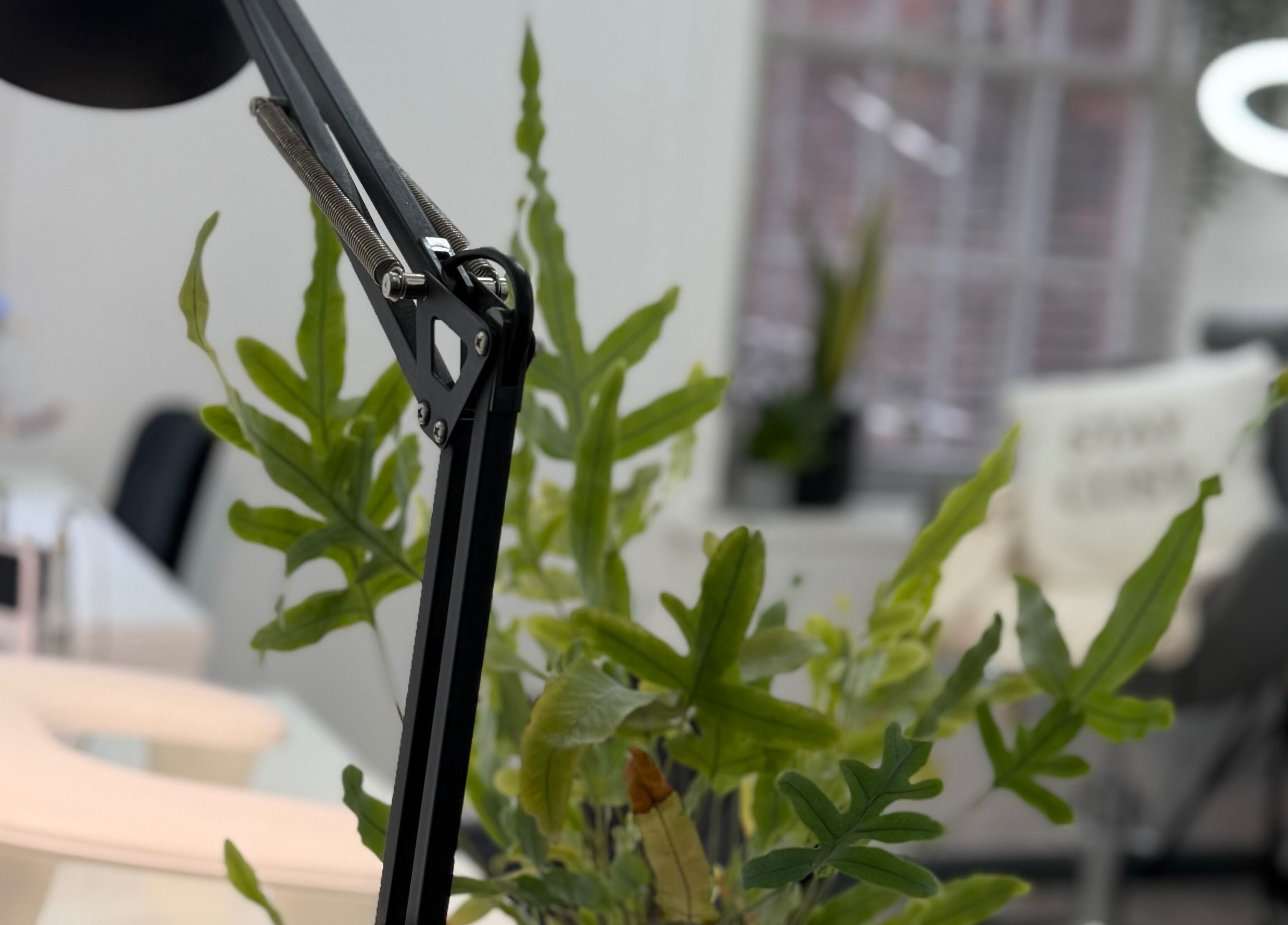 Modern workspace at Blossom Beauty in Forfar, Scotland, GB with stylish decor and ambient lighting.