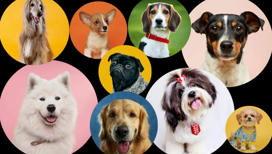 The Dog Salon Lincs image 1