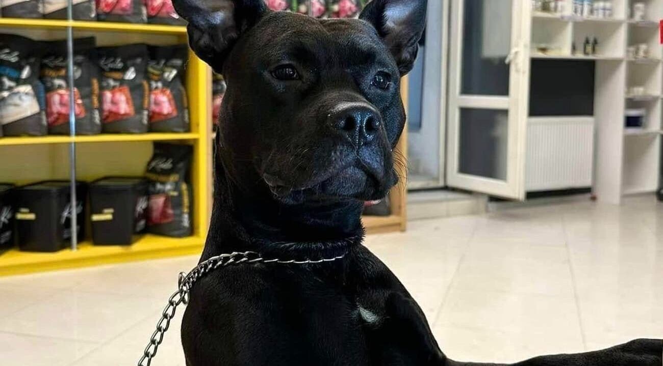 A black dog inside Groom.ge - ნაძალადევი, T'bilisi, Tbilisi, GE. Shelves in the background.