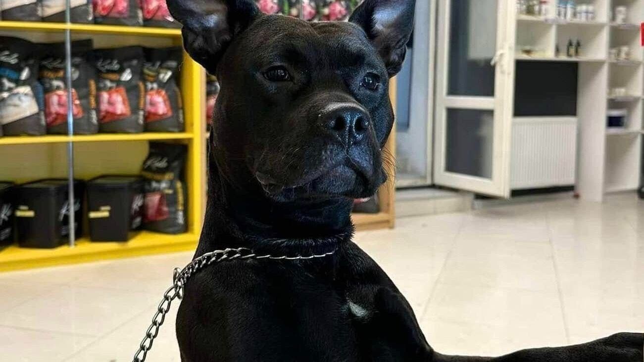 A black dog inside Groom.ge - ნაძალადევი, T'bilisi, Tbilisi, GE. Shelves in the background.