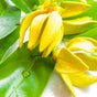 Pure Miracle Clyde north Massage - 39 Spartan Avenue, Clyde North, Melbourne, Victoria