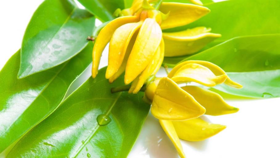 Yellow flowers and green leaves at Pure Miracle Clyde North Massage, Melbourne, Victoria, AU.
