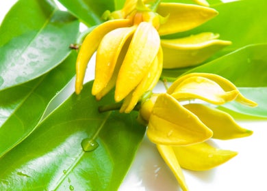 Yellow flowers and green leaves at Pure Miracle Clyde North Massage, Melbourne, Victoria, AU.