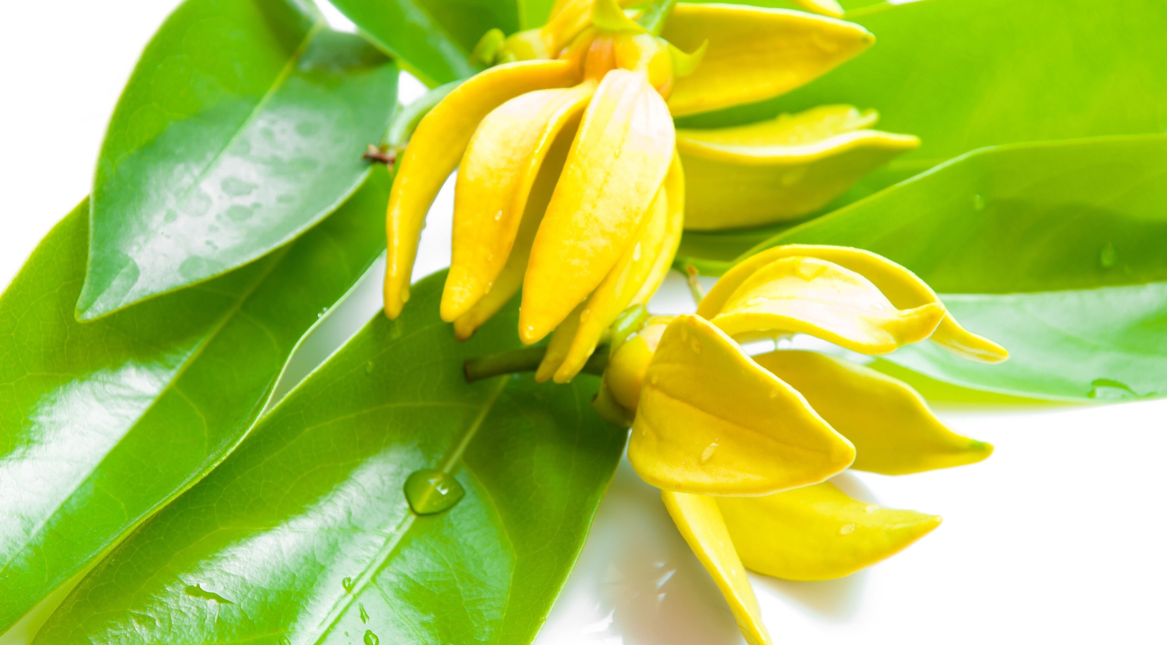 Yellow flowers and green leaves at Pure Miracle Clyde North Massage, Melbourne, Victoria, AU.