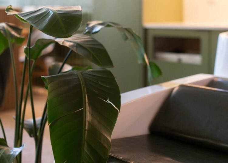 Lush green plants beside a salon chair at Initial Salon, Richmond, British Columbia, CA.