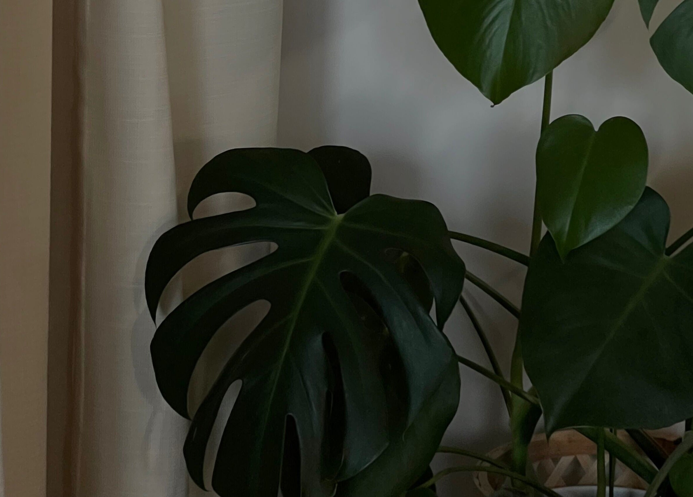 Lush green plant in a cozy corner at LJW Brows, Stoke-on-Trent, England, GB, enhancing tranquility.