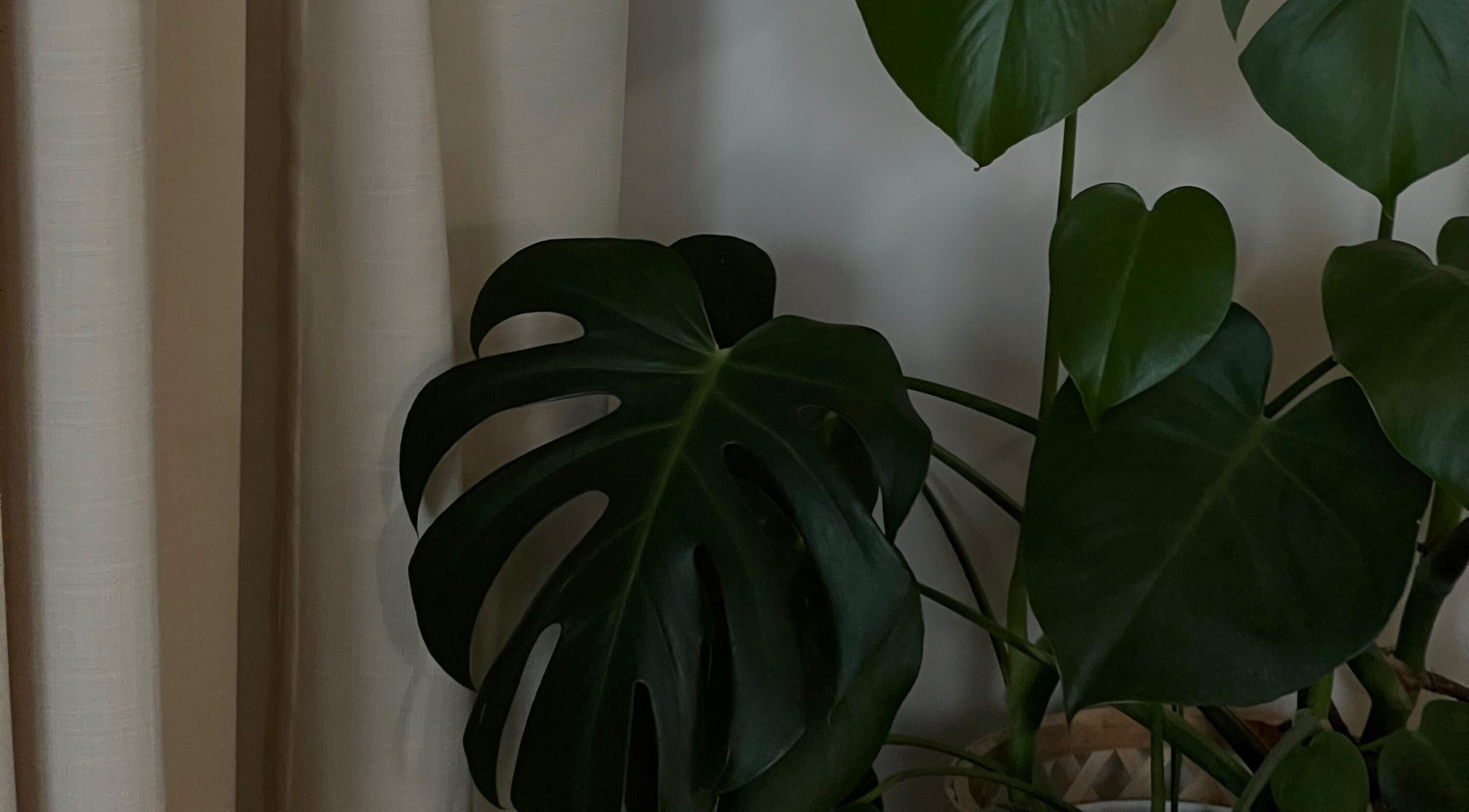 Lush green plant in a cozy corner at LJW Brows, Stoke-on-Trent, England, GB, enhancing tranquility.