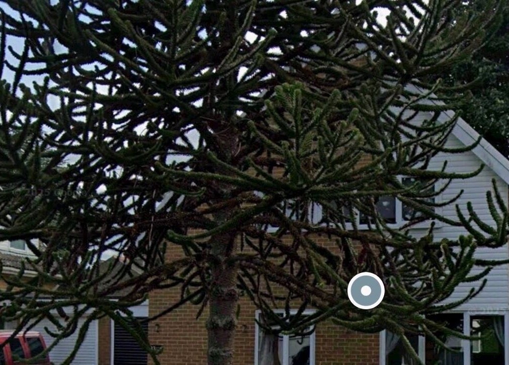 A unique tree outside Revida Aesthetics, Broadstairs, England, GB, offering a welcoming natural ambiance.
