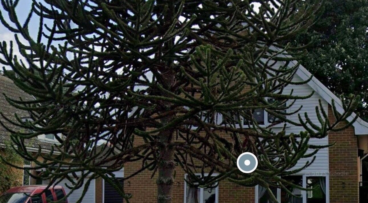 A unique tree outside Revida Aesthetics, Broadstairs, England, GB, offering a welcoming natural ambiance.