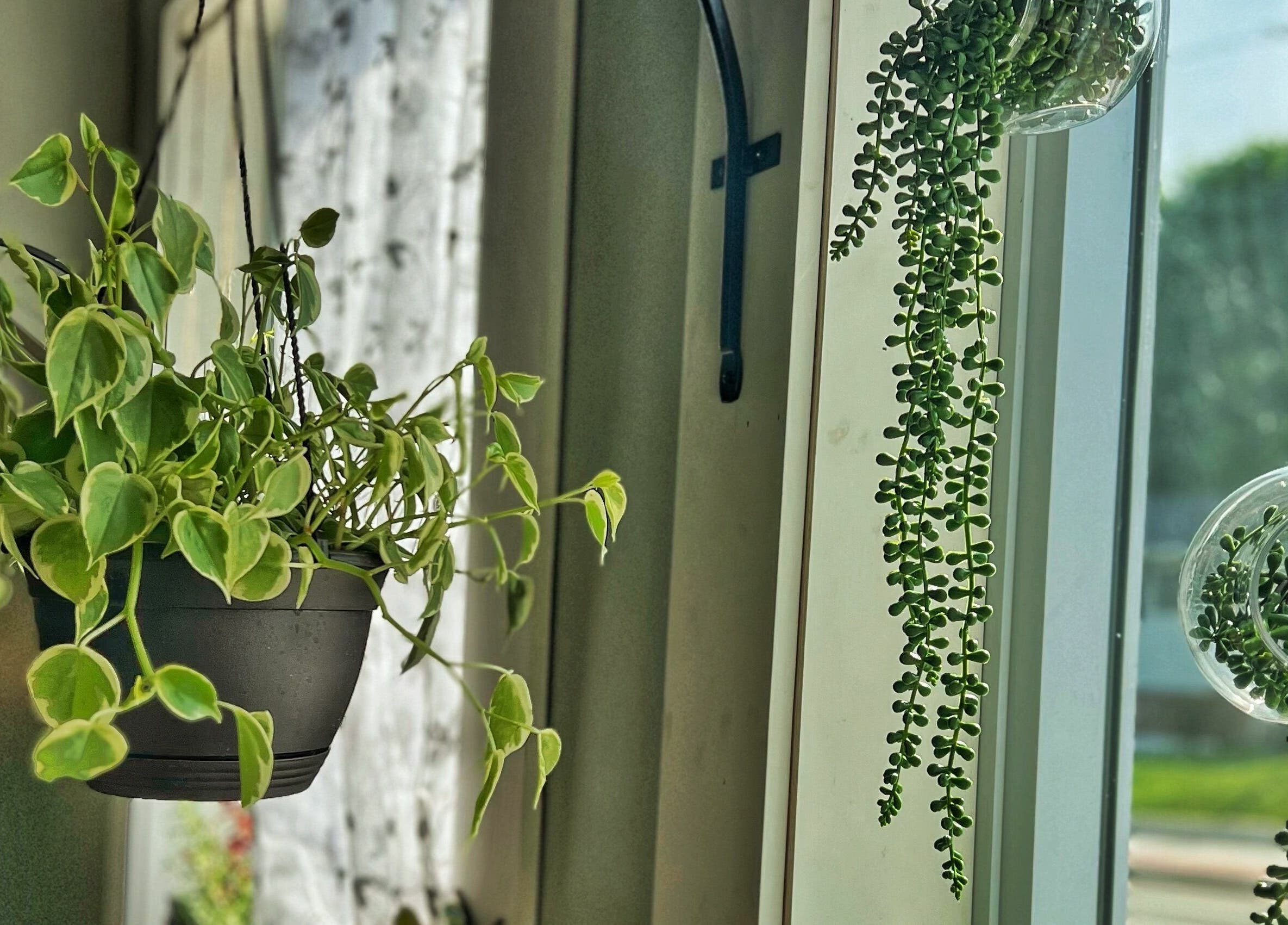 Lush hanging plants at Now and Zen Wellness LLC, Throop, Pennsylvania, US brighten a window space.