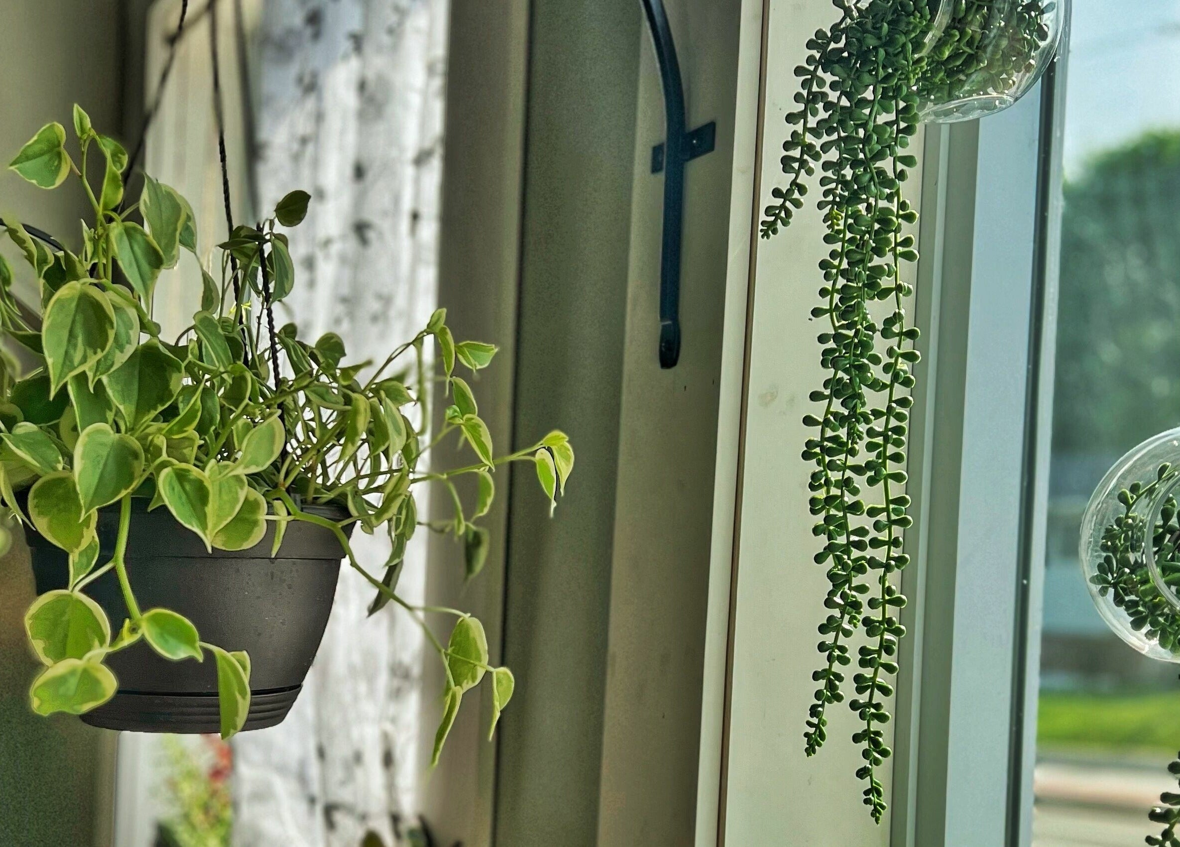 Lush hanging plants at Now and Zen Wellness LLC, Throop, Pennsylvania, US brighten a window space.