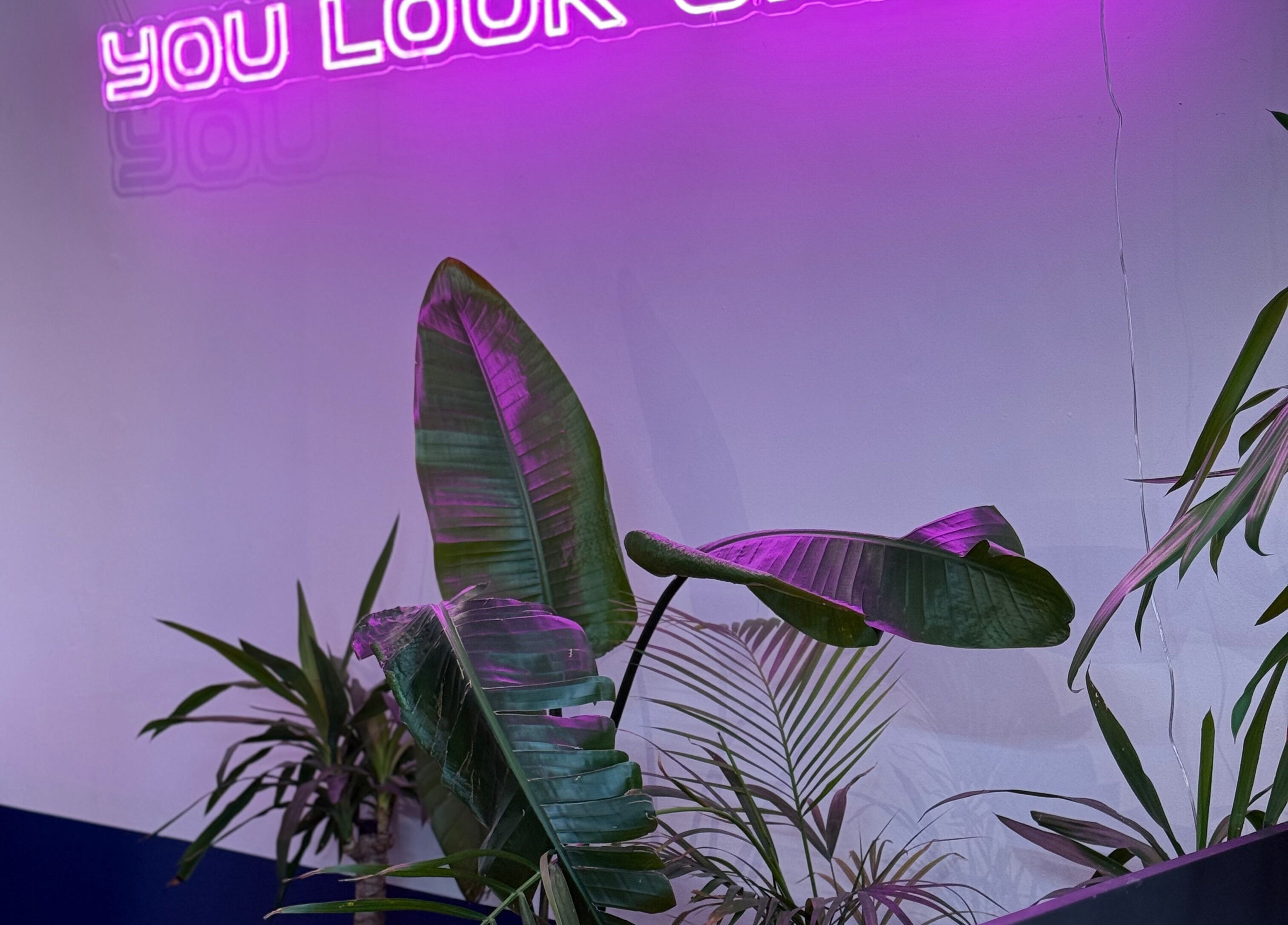 Lush greenery at CRISP BRISTOL, enhanced by vibrant purple lighting in Bristol, England, GB.