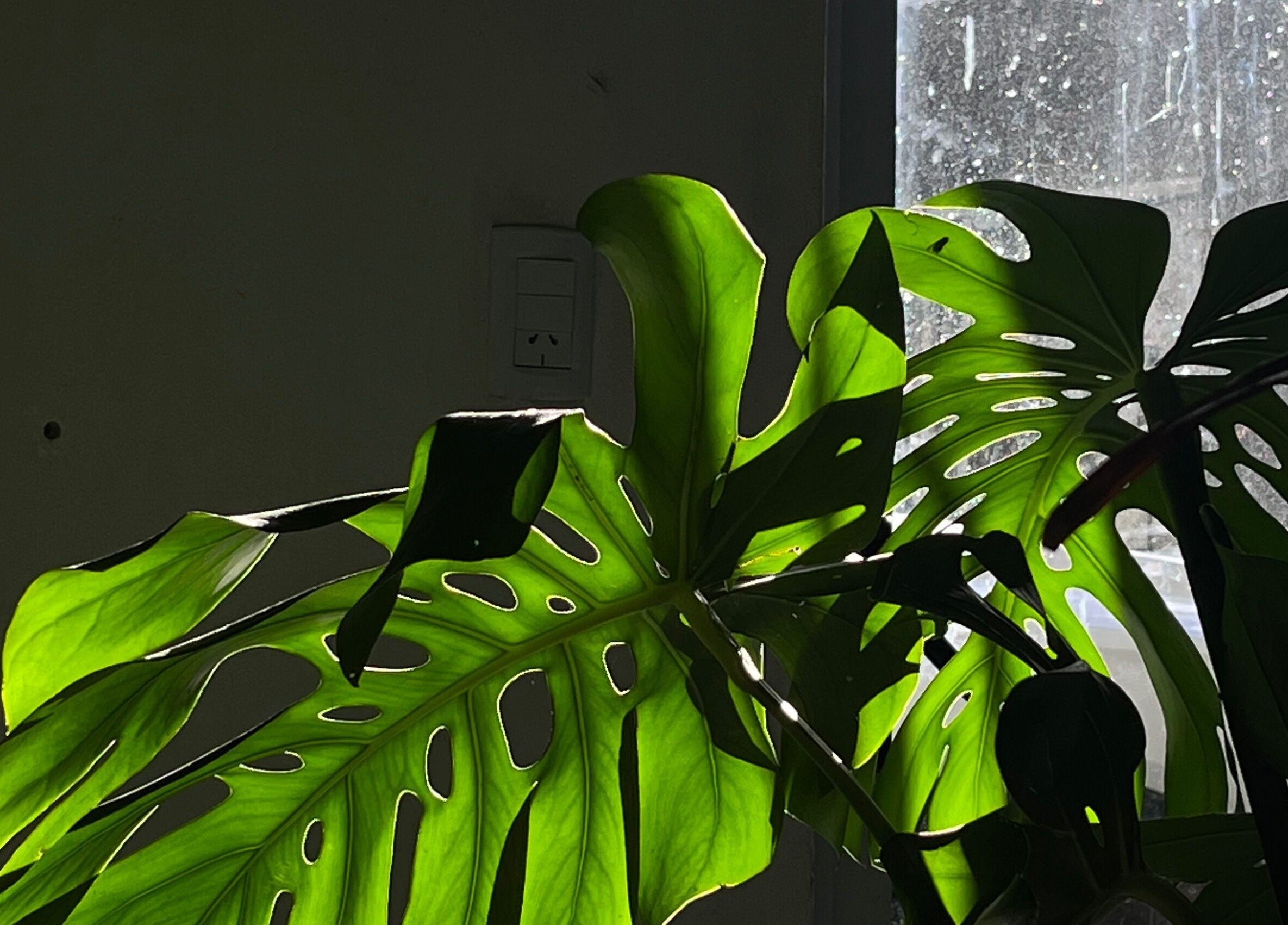 Planta con hojas verdes al sol en 𝕮𝖚𝖙𝖟 studio, Pilar, Provincia De Buenos Aires, AR.
