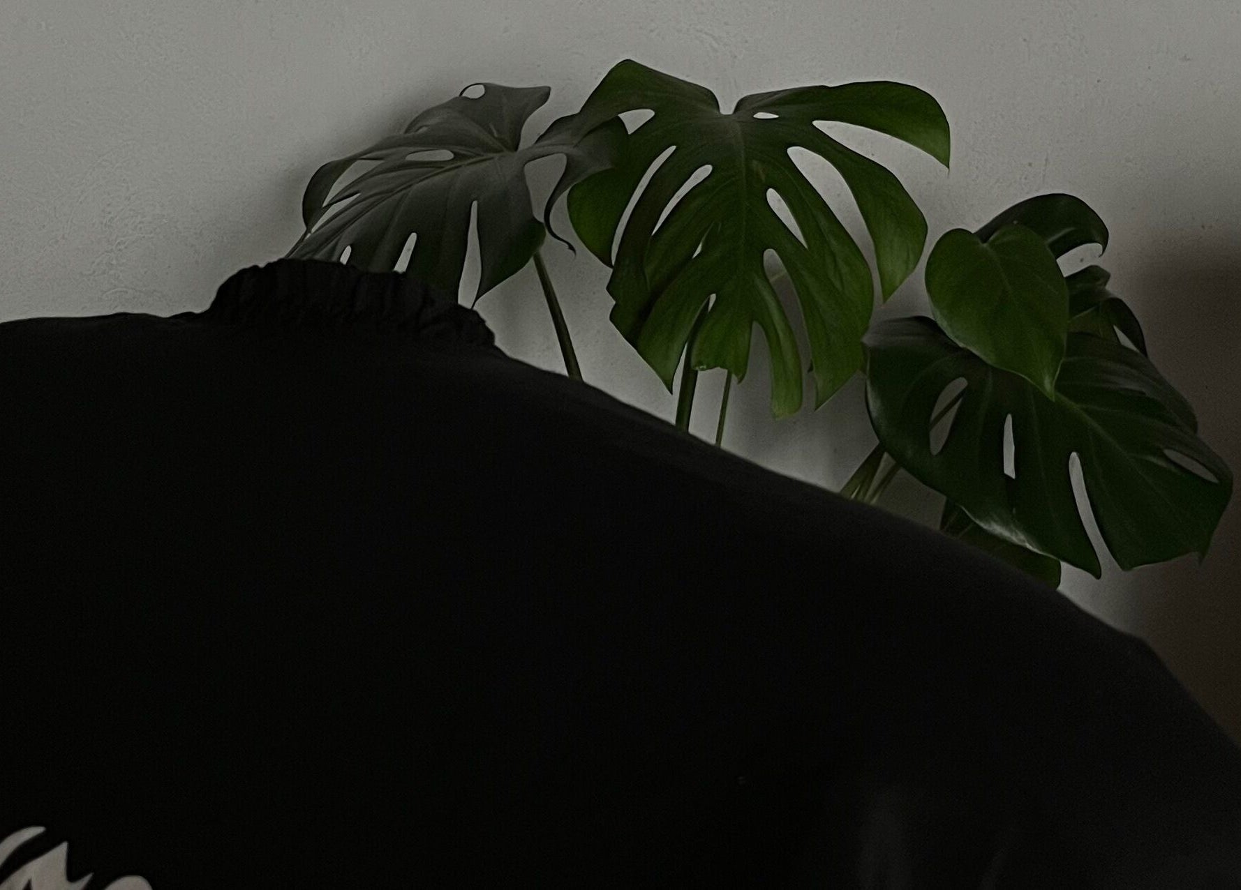 Hoja decorativa en 𝕮𝖚𝖙𝖟 studio, Pilar, Provincia De Buenos Aires, AR, creando ambiente de tranquilidad.