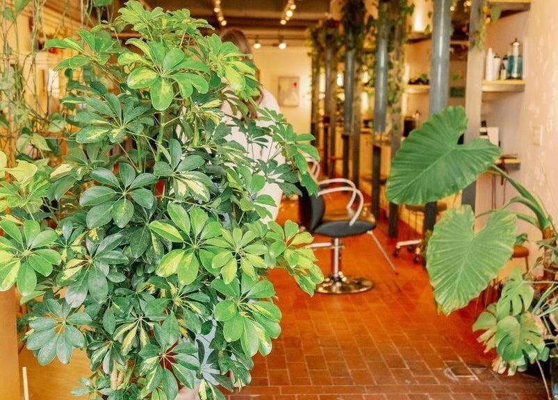 Lush greenery inside Lavender salon in Portland, Maine, US, showcasing a calming wellness ambiance.