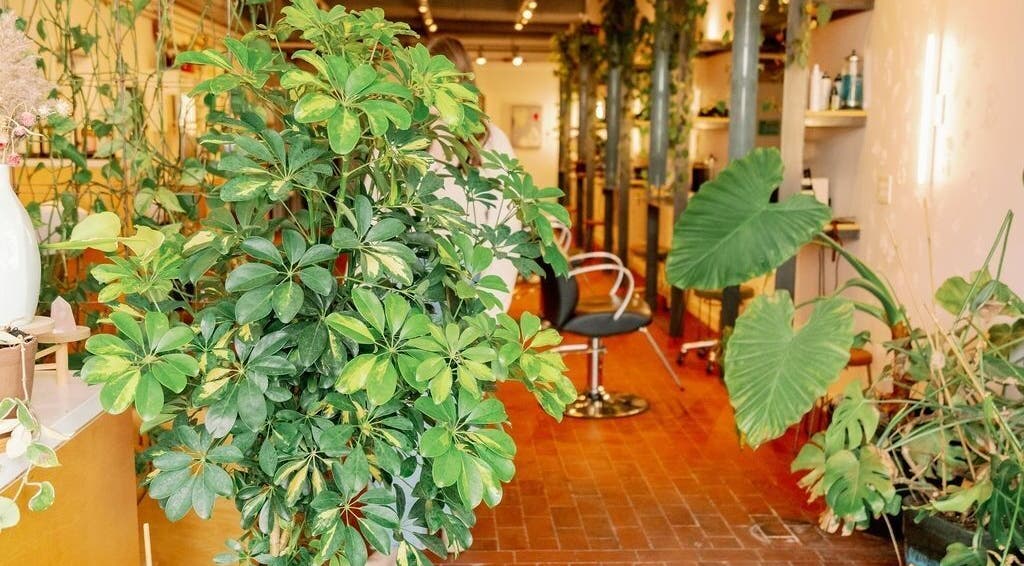 Lush greenery inside Lavender salon in Portland, Maine, US, showcasing a calming wellness ambiance.
