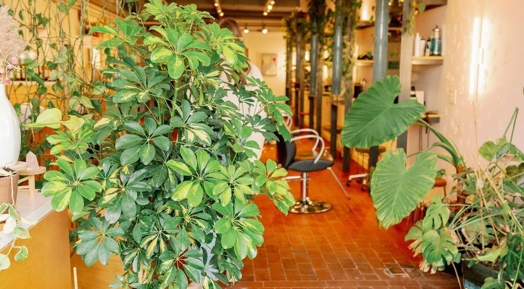 Lush greenery inside Lavender salon in Portland, Maine, US, showcasing a calming wellness ambiance.