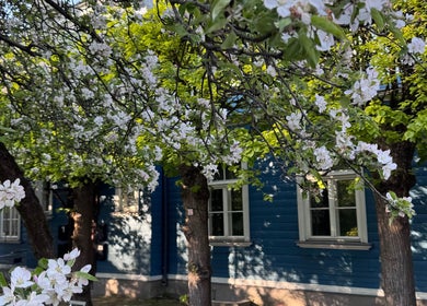 Charming cherry blossoms in full bloom next to Tresor Beauty in Rīga, LV, enhancing its serene ambiance.