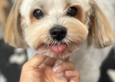 Adorable dog at PawsNatural Pet Store, Toronto, Ontario, CA, showcasing its groomed coat and playful expression.