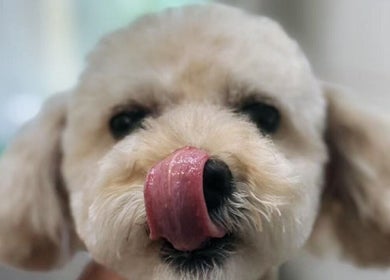 Adorable fluffy dog with tongue out at PawsNatural Pet Store in Toronto, Ontario, CA.