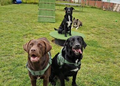 Dogs enjoy outdoor play at Antrim Pet Services, Antrim, Northern Ireland, GB.