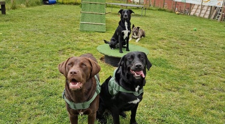 Dogs enjoy outdoor play at Antrim Pet Services, Antrim, Northern Ireland, GB.