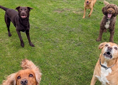 Dogs playing happily at Antrim Pet Services in Antrim, Northern Ireland, GB.