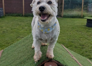 A happy dog standing on grass at Antrim Pet Services, Antrim, Northern Ireland, GB.