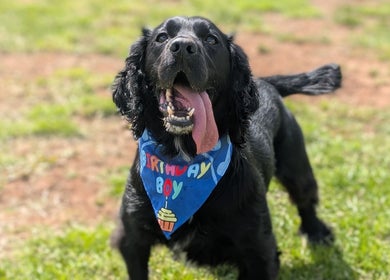 Black dog with 'Birthday Boy' bandana at Antrim Pet Services, Antrim, Northern Ireland, GB.
