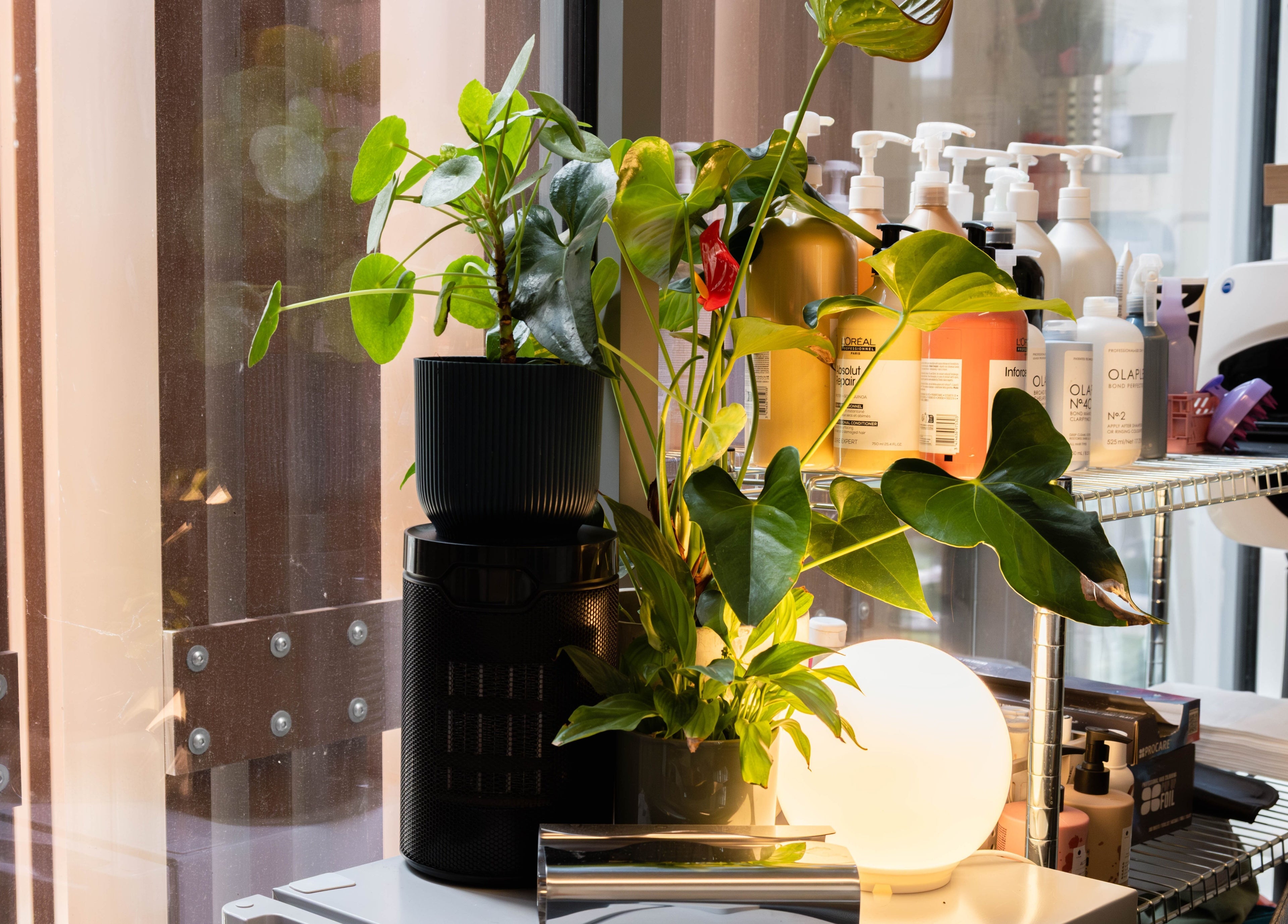Lush green plants and beauty products on display at SPACE5, London, GB, creating a serene wellness ambiance.