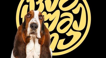 Charming Basset Hound in front of Mtatsminda logo, T'bilisi, Tbilisi, GE.