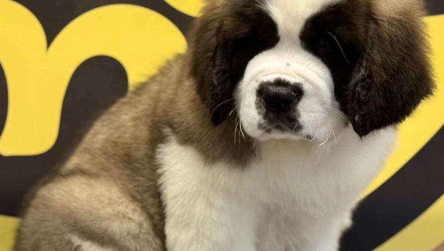 Adorable fluffy puppy at საგურამო, თბილისი, GE beauty and wellness center.
