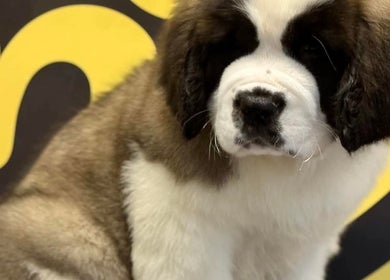Adorable fluffy puppy at საგურამო, თბილისი, GE beauty and wellness center.